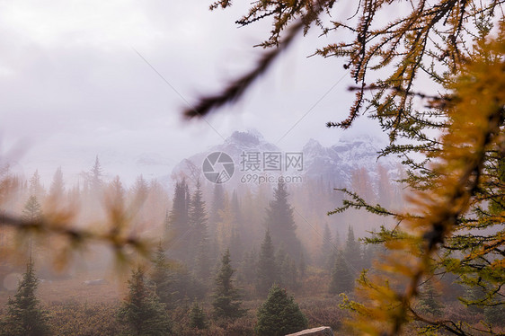 加大山区美丽的金色落叶松秋天的季节图片