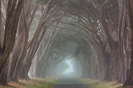 雾蒙蒙的树巷图片