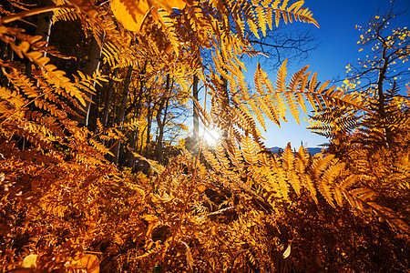 五彩缤纷的阳光森林景象秋天的季节高清图片下载 正版图片 摄图网