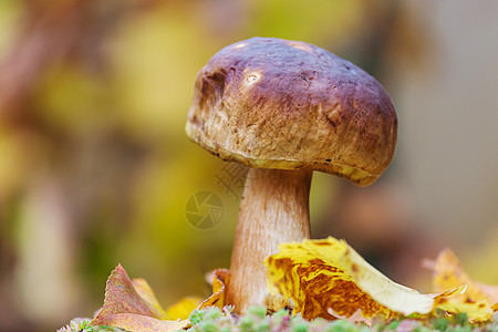 秋天森林里的蘑菇图片