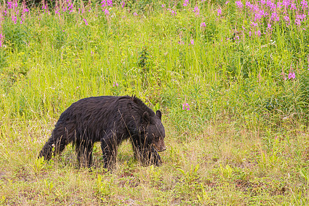 加大森林里的黑熊,夏天图片
