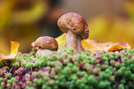 如雨后春笋秋天森林里的蘑菇背景