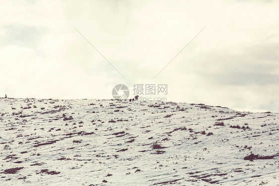 灰熊秋天的雪山,加大图片