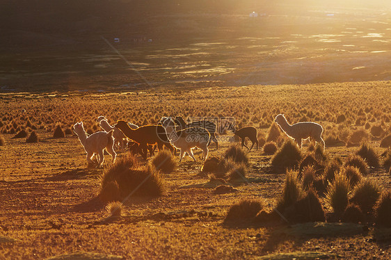 利维亚偏远地区的骆驼图片