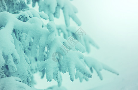 风景秀丽的雪覆盖森林冬季很适合诞节背景图片