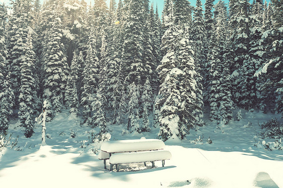 森林里的冬天场景图片