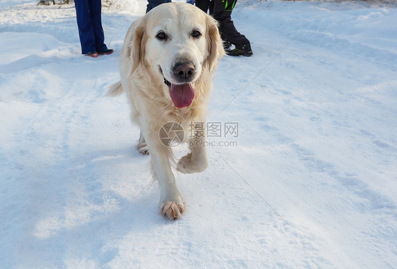 冬天森林里的狗猎犬图片