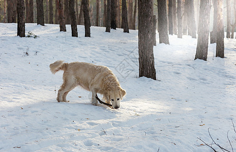 冬天森林里的狗猎犬图片