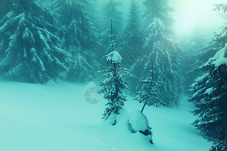 风景秀丽的雪覆盖森林冬季很适合诞节背景图片