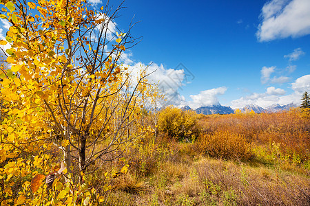 明亮的颜色秋季大提顿公园,怀俄明州,美国图片