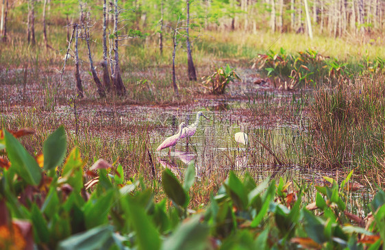 玫瑰大沼泽地公园,佛罗里达州,美国图片