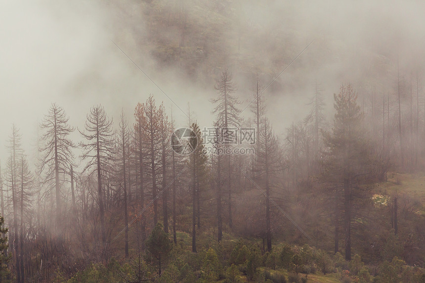 神奇的薄雾森林美丽的自然景观图片