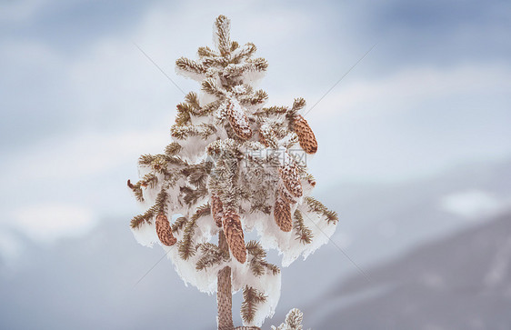 冬天的背景雪覆盖云杉与锥图片