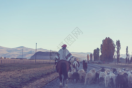 阿根廷巴塔哥尼亚山区的群山羊图片