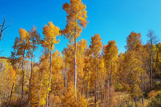黄调的秋天场景秋天的背景图片