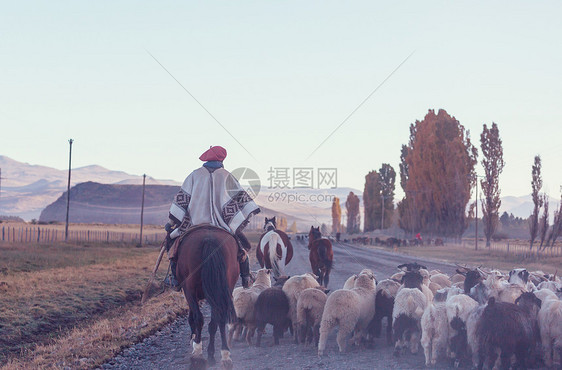 阿根廷巴塔哥尼亚山区的群山羊图片