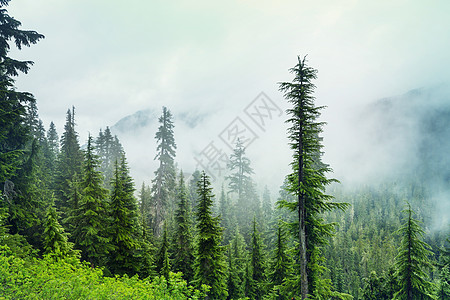 神奇的薄雾森林美丽的自然景观背景图片