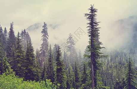 森林雾神奇的薄雾森林美丽的自然景观背景