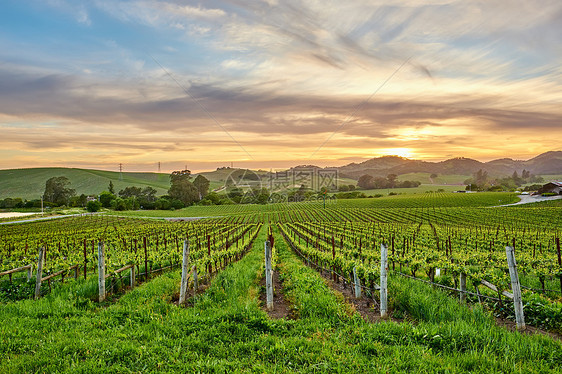 美国加州日落时的葡萄园景观图片