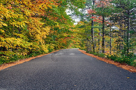 秋天的场景与道路白山森林,新罕布什尔州,美国落新英格兰图片