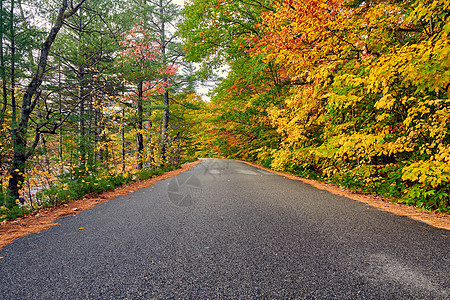 秋天的场景与道路白山森林,新罕布什尔州,美国落新英格兰图片