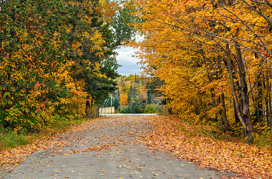 美国缅因州秋天的车道图片