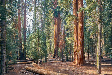 古代红木矮几秋葵公园加州,美国背景