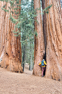 游客背包徒步旅行红杉公园加州,美国图片