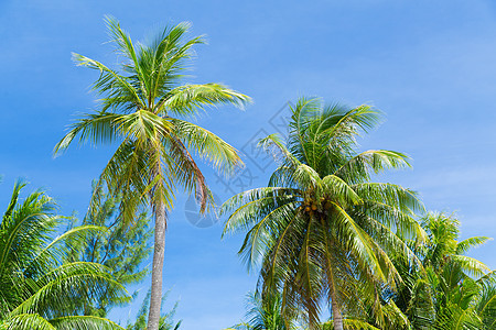 夏天异国情调的自然蓝天上的棕榈树蓝天上的棕榈树图片