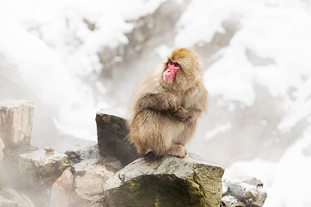 动物,自然野生动物的日本猕猴雪猴温泉边缘的吉戈库达尼公园日本猕猴雪猴温泉图片