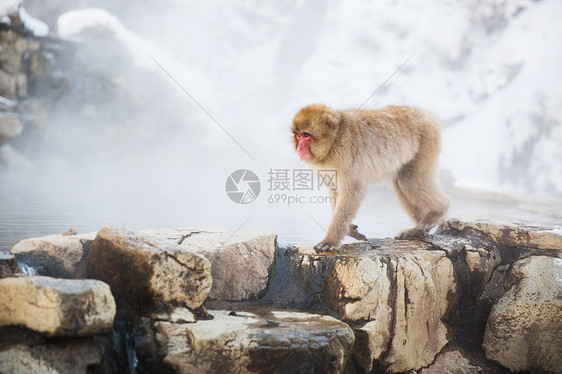 动物自然野生动物日本猕猴雪猴吉戈库达尼公园温泉日本猕猴雪猴温泉图片