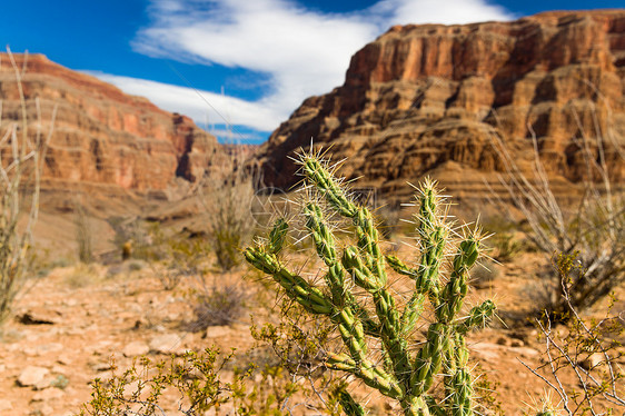 大自然,植物学花卉荆棘仙人掌生长大峡谷的沙漠荆棘仙人掌生长大峡谷的沙漠中图片