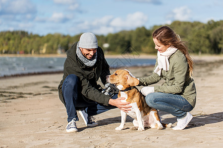 宠物,家畜人的快乐的夫妇与比格犬秋天的海滩秋天海滩上比格犬快乐的图片