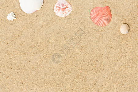 假期暑假海滩沙滩上的贝壳沙滩上的贝壳图片