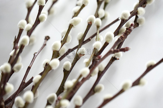 植物,植物复活节的密切的阴柳白色背景把的柳树枝条贴白色上图片