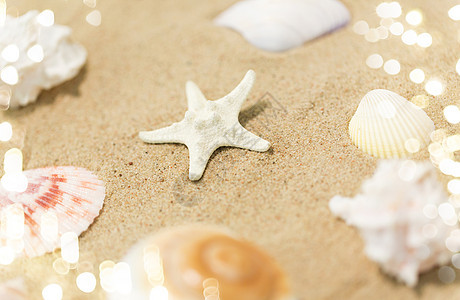 假期暑假海星贝壳海滩沙滩海星贝壳沙滩上图片