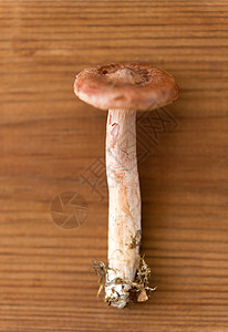 自然环境木背景上的乳菇木背景上的乳菇图片