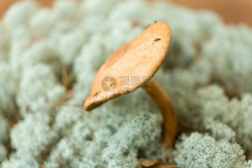 自然环境驯鹿苔藓中的蘑菇驯鹿苔藓中的蘑菇图片
