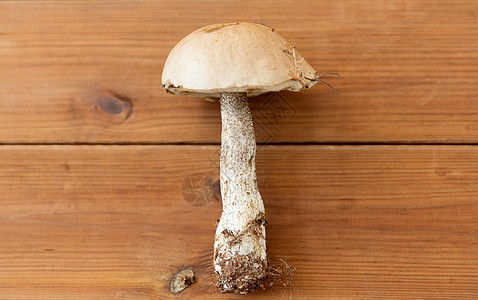 自然,环境食用蘑菇的棕色帽牛肝木背景木制背景上的棕色帽贝托蘑菇图片