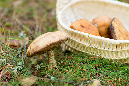季节,自然休闲的柳条篮与棕色帽牛肝菇秋天的森林秋天森林里的篮子蘑菇图片