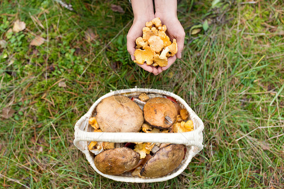 季节,自然休闲的女人的手着灯笼篮子蘑菇森林的草地上手蘑菇篮子森林里图片