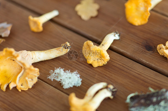 自然环境食用蘑菇的木制背景上的炮筒木制背景上的钱特雷尔图片