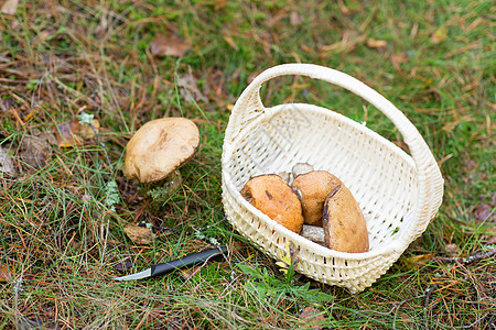 季节,自然休闲的柳条篮与棕色帽牛肝菇刀秋天的森林秋天森林里的蘑菇刀篮图片