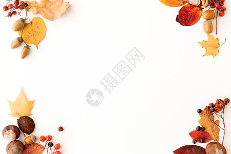 自然季节植物学白色背景下同干燥落叶栗子橡子浆果的框架秋叶,栗子,橡子浆果框架图片