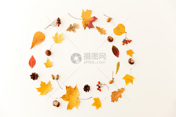自然季节植物学白色背景下同干燥落叶栗子橡子浆果的圆形框架秋叶,栗子,橡子浆果框架图片