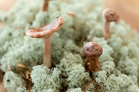 自然与环境驯鹿苔藓中的乳菇驯鹿地衣苔藓中的乳菇图片
