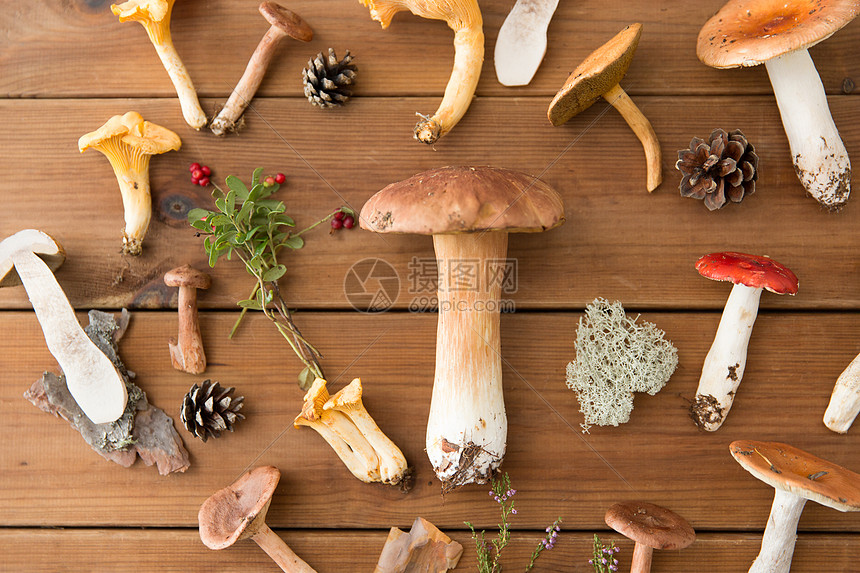 自然环境同的食用菌木制背景木制背景上同的食用蘑菇图片