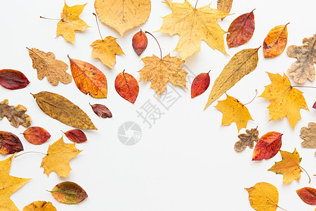 自然季节植物学白色背景上同干落秋叶的半圆形框架同干落秋叶的框架背景图片