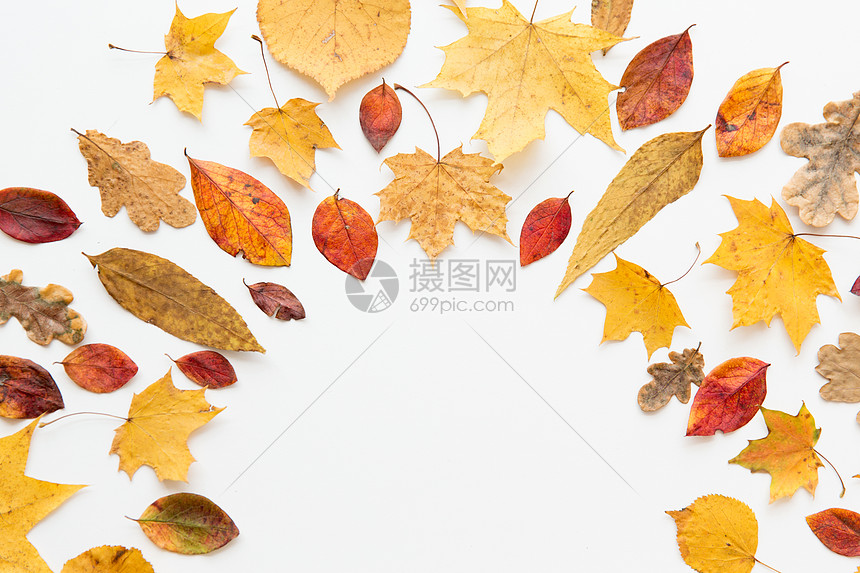 自然季节植物学白色背景上同干落秋叶的半圆形框架同干落秋叶的框架图片