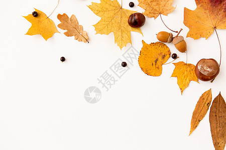 自然,季节植物学同的干落秋叶,栗子,橡子花生浆果白色背景秋天的叶子,橡子子图片